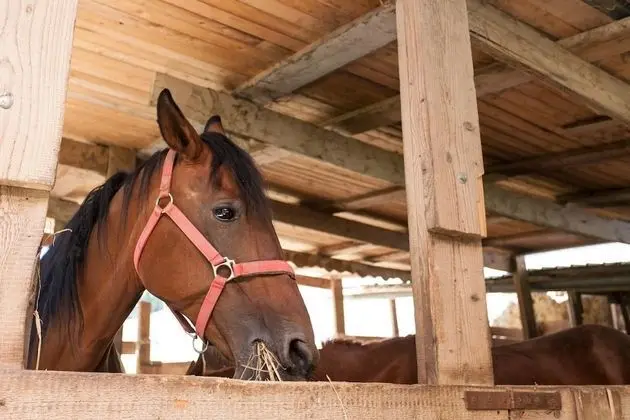 Villa, Birden Çok Yatak Odası, Engellilere Uygun, Şömine
