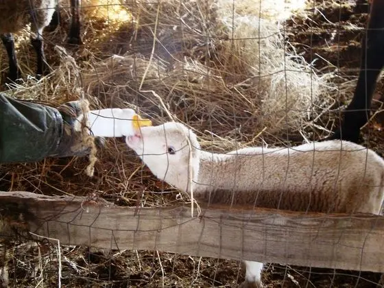 Villa, Birden Çok Yatak Odası, Engellilere Uygun, Şömine