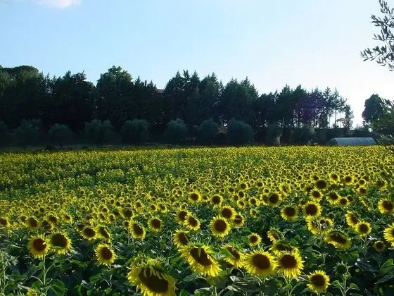 Villa, Birden Çok Yatak Odası, Engellilere Uygun, Şömine