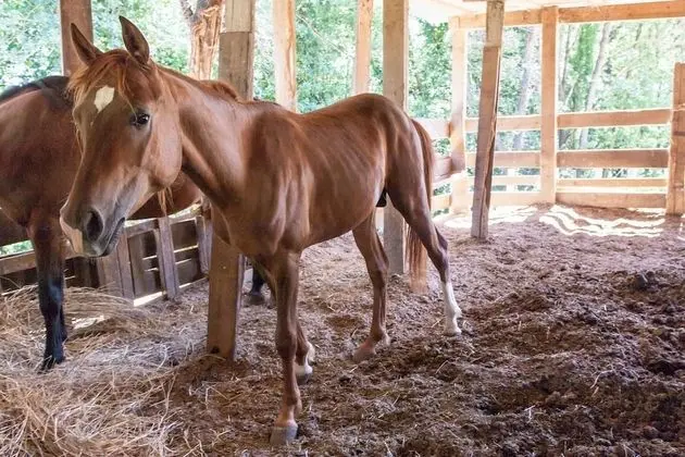 Villa, Birden Çok Yatak Odası, Engellilere Uygun, Şömine