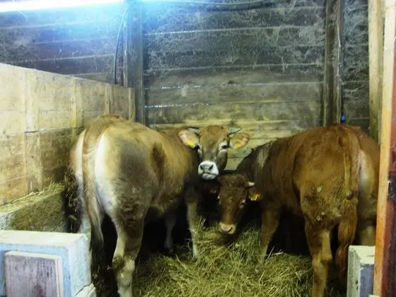 Apart Daire, 1 Yatak Odası, Şömine