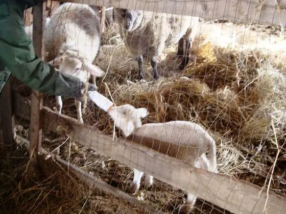 Apart Daire, 1 Yatak Odası, Şömine