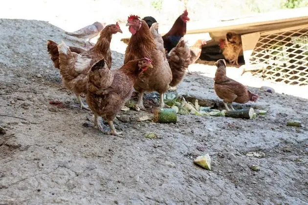 Apart Daire, 1 Yatak Odası, Şömine