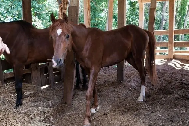 Apart Daire, 1 Yatak Odası, Şömine