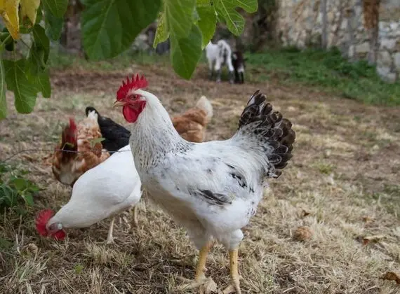 Villa, 4 Yatak Odası