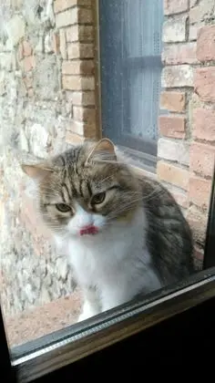 Villa, 4 Yatak Odası