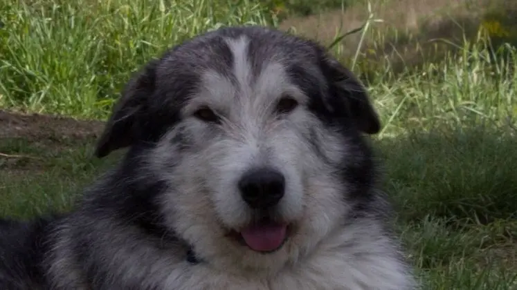 Villa, 4 Yatak Odası