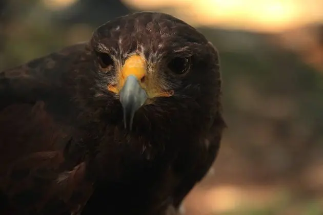 Villa, 4 Yatak Odası