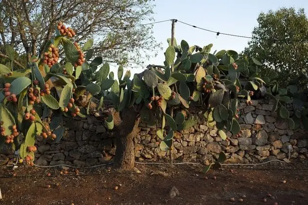 Superior Dört Kişilik Oda, Teras, Bahçeli