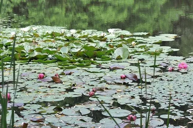 Ev, Birden Çok Yatak (Pondview Cabin)