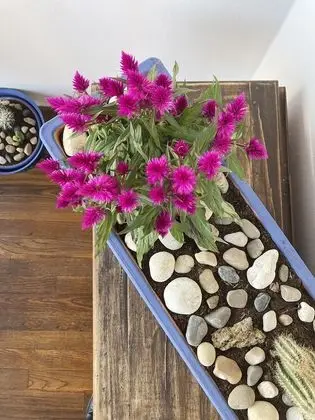 Deluxe Tek Büyük Yataklı Oda, 1 Büyük (Queen) Boy Yatak, Balkon, Bahçe Manzaralı