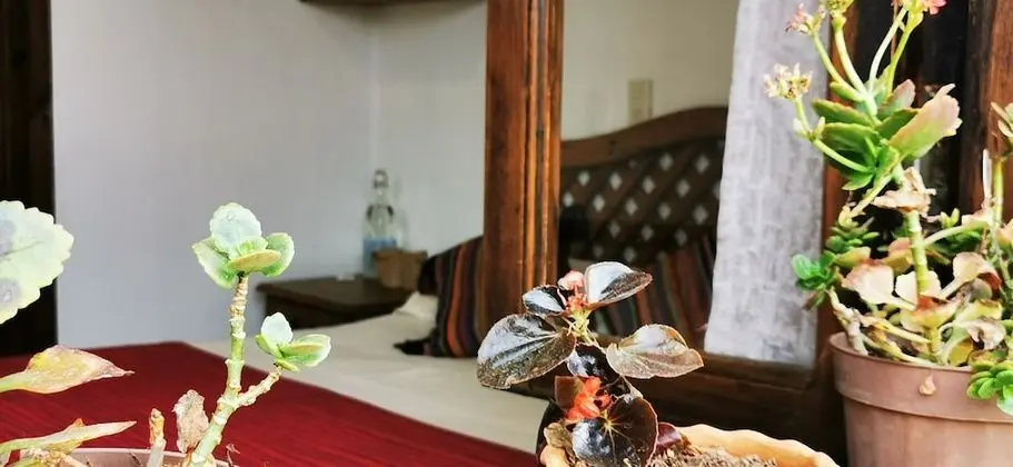 Basic Oda, 1 Çift Kişilik Yatak, Sigara İçilmez, Bahçe Manzaralı
