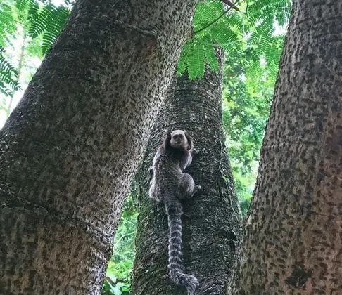 Dağ Evi (02 pessoas)