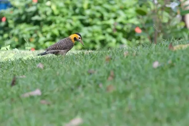 Süit, Avlu Manzaralı