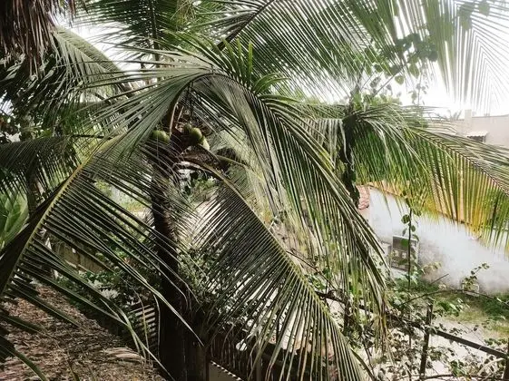 Superior Oda (Queen)