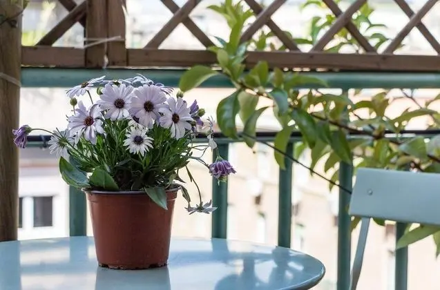 Standard Tek Büyük Yataklı Oda, Balkon