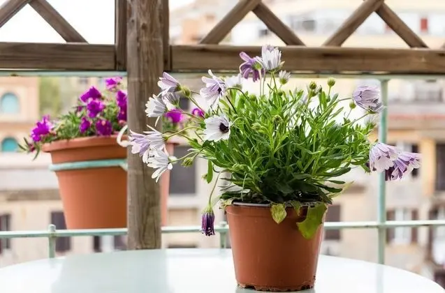 Standard Üç Kişilik Oda, Balkon