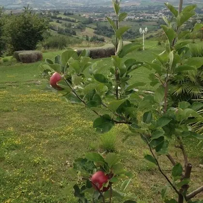 Apart Daire, 1 Yatak Odası, Balkon