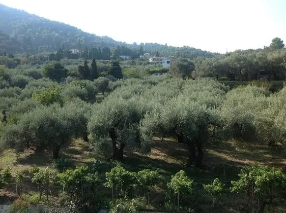 Basic Üç Kişilik Oda, 1 Yatak Odası (No balcony)