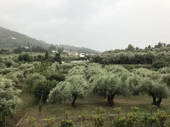 Basic Üç Kişilik Oda, 1 Yatak Odası (No balcony)