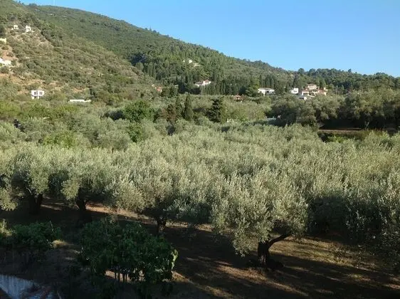 Family Oda, Bahçe Manzaralı