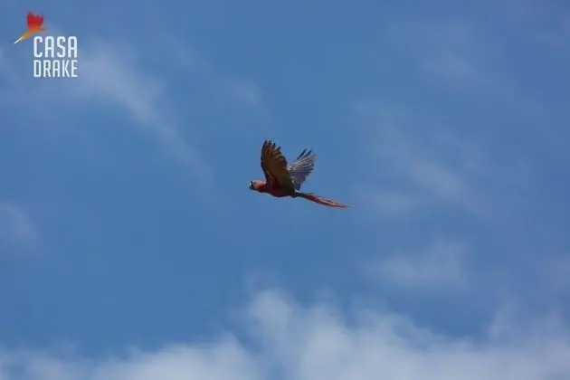 Oda, 1 Yatak Odası, Balkon