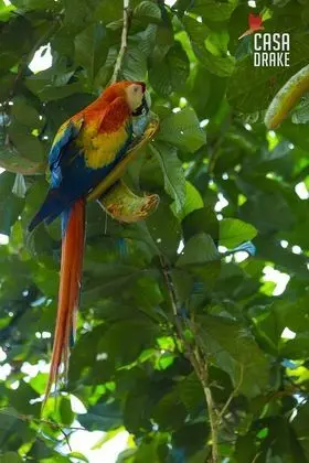 Oda, 1 Yatak Odası, Balkon