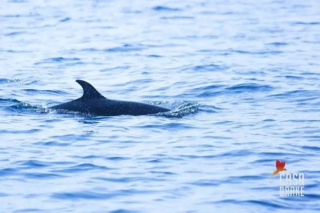 Oda, 1 Yatak Odası, Balkon