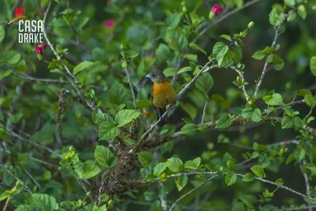 Oda, 1 Yatak Odası, Balkon