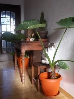 Oda, 1 Yatak Odası, Balkon