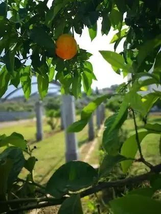 Basic Tek Büyük Yataklı Oda, Bahçe Manzaralı
