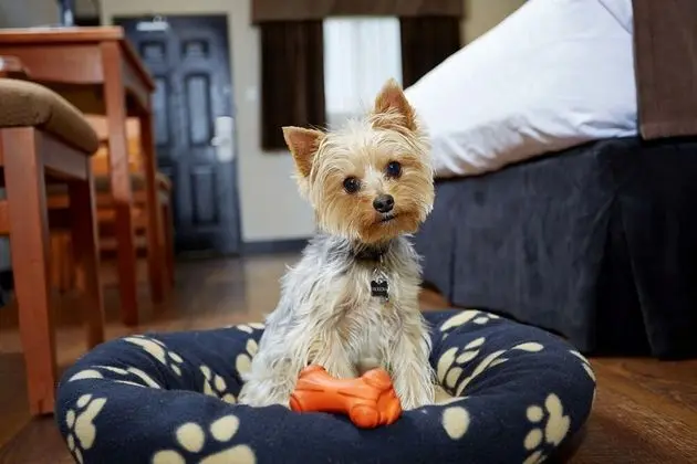 Süit, Birden Çok Yatak, Sigara İçilmez (Pet Friendly)