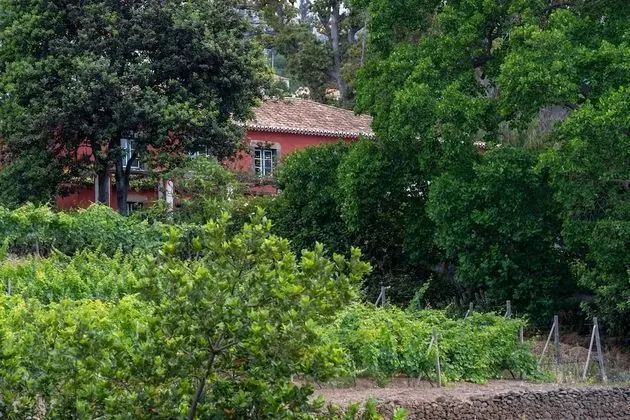 Büyük Yataklı Tek Kişilik Oda (Main House)