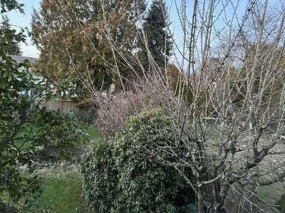 Premium Büyük Yataklı Tek Kişilik Oda, 1 En Büyük (King) Boy Yatak, Bahçe Manzaralı