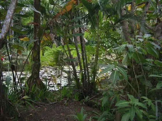 Basic Tek Büyük Yataklı Oda (Pond View)