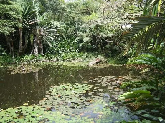 Basic Tek Büyük Yataklı Oda (Pond View)