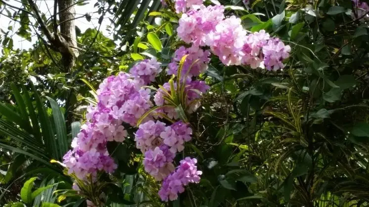 Deluxe Tek Büyük Yataklı Oda, Dağ Manzaralı