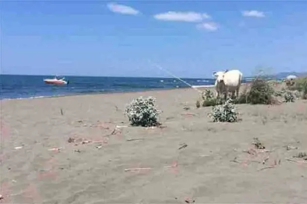 Bungalov, 1 Yatak Odası, Balkon