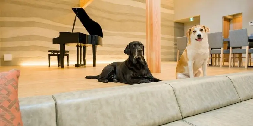 Luxury Oda, Sigara İçilmez (Dog-friendly)