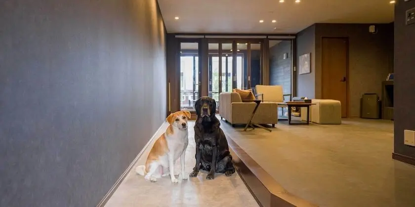 Standard Oda, Sigara İçilmez (Dog-friendly)