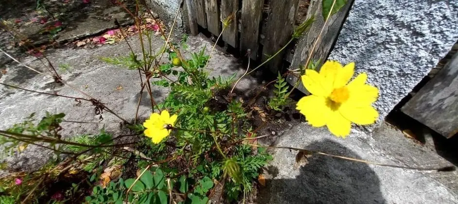 Ev, 2 Yatak Odası, Teras