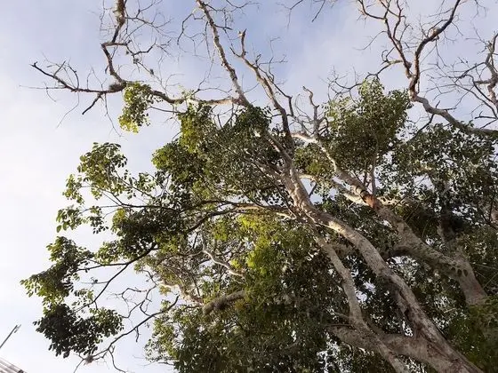 Ev, 2 Yatak Odası, Teras