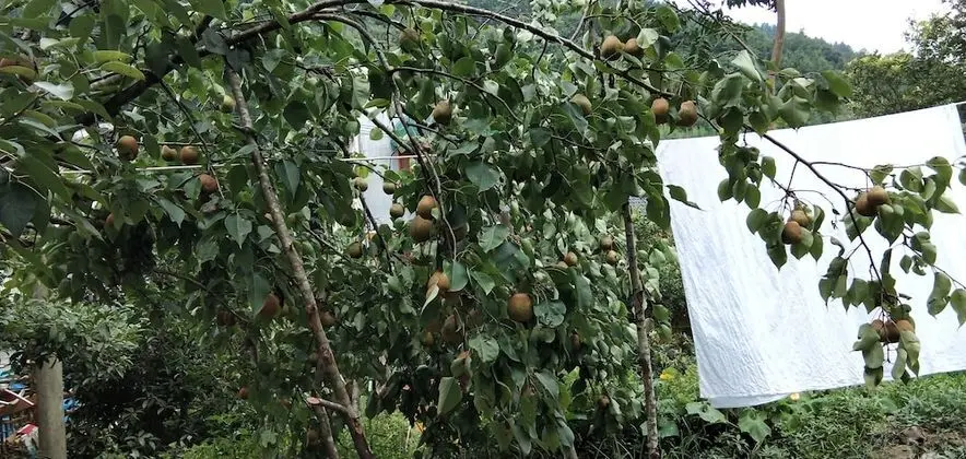 Economy Tek Büyük Yataklı Oda