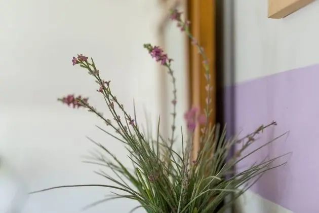 Tek Büyük Yataklı Oda, 1 Büyük (Queen) Boy Yatak (Spring Room)