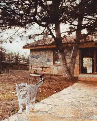 Zeytin Ev