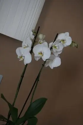 Dört Kişilik Oda