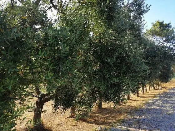 Exclusive Villa, 4 Yatak Odası, Kişiye Özel Havuzlu