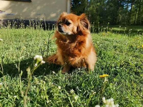 Stüdyo, Birden Çok Yatak