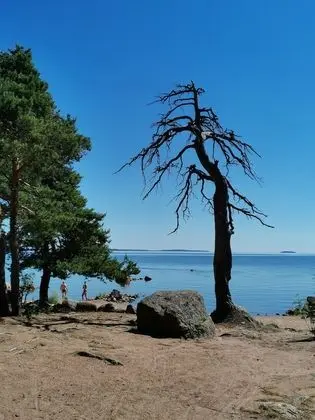 Stüdyo, Birden Çok Yatak