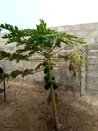 Ev, Birden Çok Yatak